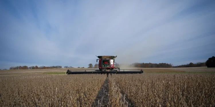 Cayeron los precios internacionales del trigo, la soja y derivados a niveles pre-guerra