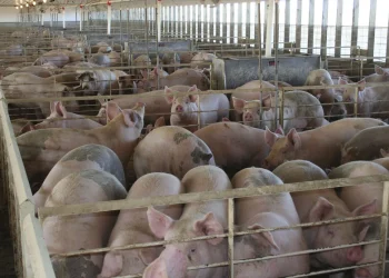 La producción de carne de cerdo tendrá en 2022 su nivel más alto en la última década