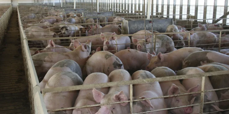 La producción de carne de cerdo tendrá en 2022 su nivel más alto en la última década