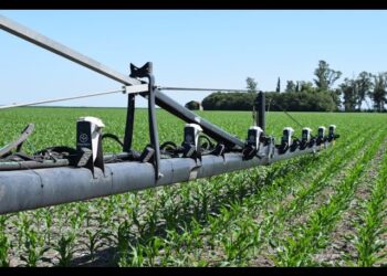 Algunas empresas de Brasil ponen sus ojos en Argentina para invertir en el sector agrícola y forestal