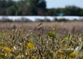 Agroexportadores argentinos liquidaron 2.073 millones de dólares en enero, un 36% más que en 2023