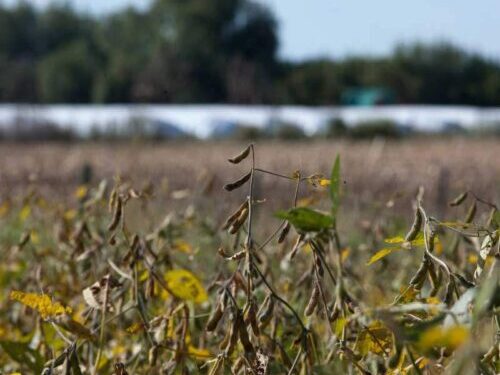 Agroexportadores argentinos liquidaron 2.073 millones de dólares en enero, un 36% más que en 2023