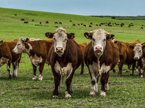 El Gobierno elimina restricciones a la exportación de ganado vacuno en pie