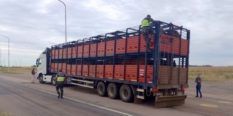 Aprobado: nueva regulación del Senasa para el transporte animal.