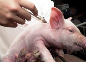 Plan nacional del Senasa contra enfermedad de Aujeszky.