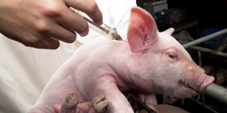 Plan nacional del Senasa contra enfermedad de Aujeszky.