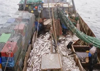 Facilidades de pago para multas pesqueras: novedades