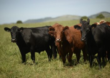 Impuesto a la emisión de vacas genera rechazo.