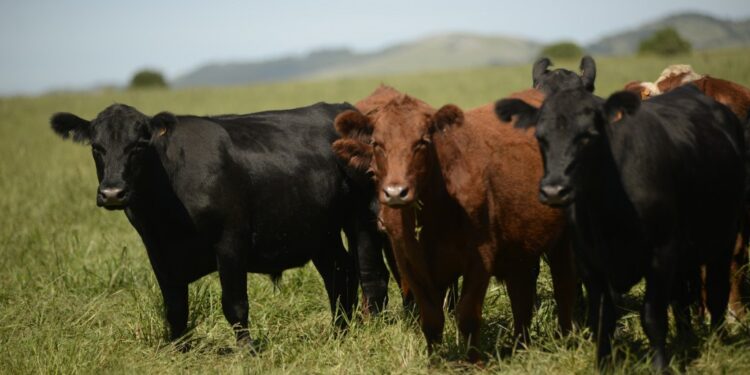 Impuesto a la emisión de vacas genera rechazo.