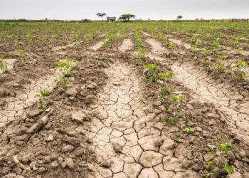 Neuquén declara el desastre agrícola por falta de lluvia.