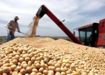 Luis Caputo celebra el ‘récord histórico’ en la producción de granos que podría superar las 163 millones de toneladas