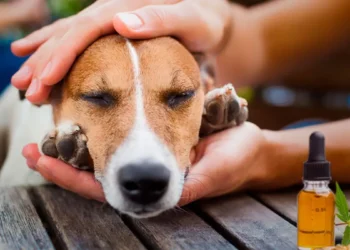 Cannabis medicinal para mascotas: la primera provincia que lo regula
