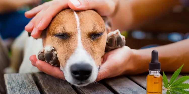 Cannabis medicinal para mascotas: la primera provincia que lo regula