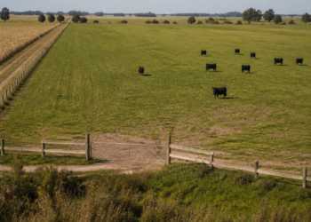 Reforma de la Ley de Tierras: así regulan Brasil, Uruguay y Paraguay la adquisición de campos por extranjeros y los cambios que propone el proyecto de Milei