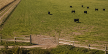 Reforma de la Ley de Tierras: así regulan Brasil, Uruguay y Paraguay la adquisición de campos por extranjeros y los cambios que propone el proyecto de Milei