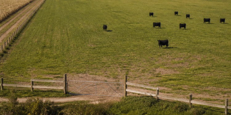 Reforma de la Ley de Tierras: así regulan Brasil, Uruguay y Paraguay la adquisición de campos por extranjeros y los cambios que propone el proyecto de Milei