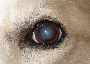 Lo aclara un veterinario: el aspecto blanquecino en los ojos de los perros no indica cataratas ni garantiza ceguera total