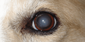 Lo aclara un veterinario: el aspecto blanquecino en los ojos de los perros no indica cataratas ni garantiza ceguera total