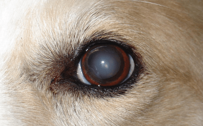 Lo aclara un veterinario: el aspecto blanquecino en los ojos de los perros no indica cataratas ni garantiza ceguera total