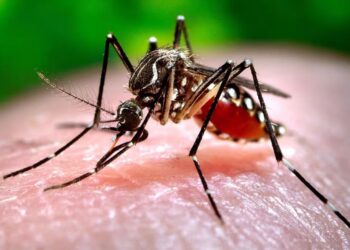 Aumento de casos de fiebre chikungunya: se reportaron 51 nuevos contagios