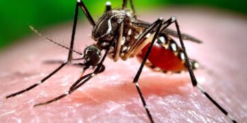Aumento de casos de fiebre chikungunya: se reportaron 51 nuevos contagios