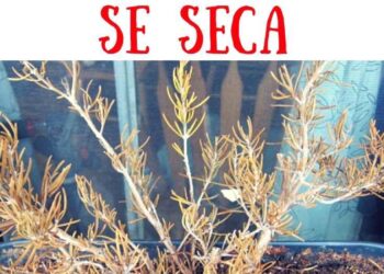 Los jardineros advierten: “El romero seco no siempre indica falta de agua, puede ser un problema de suelo”