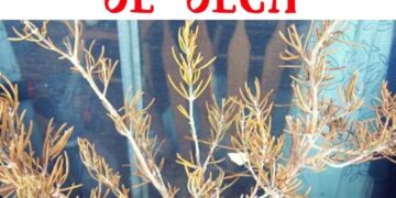 Los jardineros advierten: “El romero seco no siempre indica falta de agua, puede ser un problema de suelo”