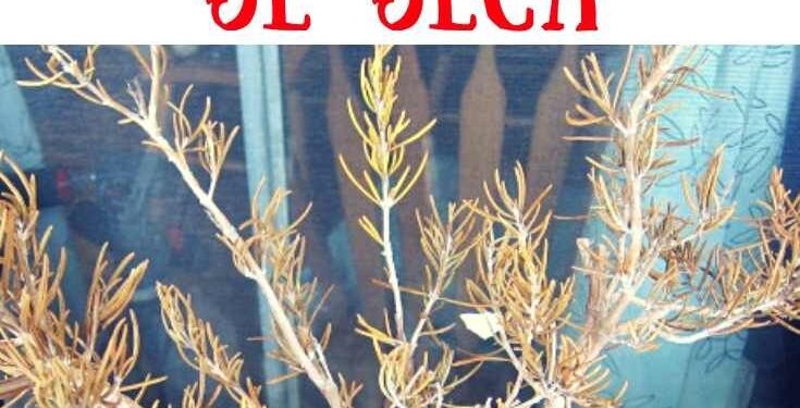 Los jardineros advierten: “El romero seco no siempre indica falta de agua, puede ser un problema de suelo”