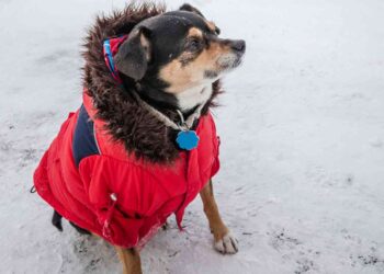 Una veterinaria aclara: el uso de abrigo en perros durante el invierno no es solo una cuestión de moda, sino una necesidad
