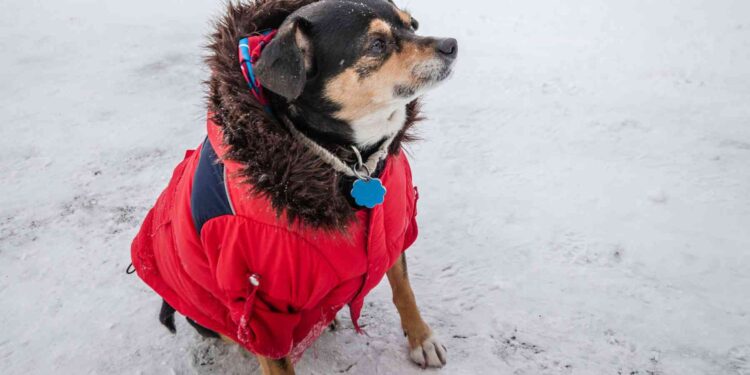 Una veterinaria aclara: el uso de abrigo en perros durante el invierno no es solo una cuestión de moda, sino una necesidad
