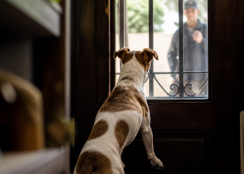 Víctor Padilla, educador canino: “Para los perros, el timbre puede anticipar la llegada de personas, lo que genera diversas emociones”