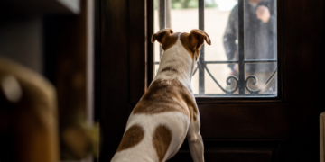 Víctor Padilla, educador canino: “Para los perros, el timbre puede anticipar la llegada de personas, lo que genera diversas emociones”