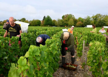 Un viñedo en Francia busca empleados para la temporada de cosecha: ofrece hospedaje y remuneración en euros
