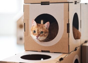 Carlos Gutiérrez, veterinario: ‘La caja de cartón es el mejor juguete para un gato: reduce el estrés y proporciona seguridad’