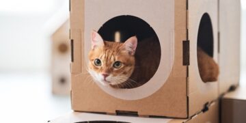 Carlos Gutiérrez, veterinario: ‘La caja de cartón es el mejor juguete para un gato: reduce el estrés y proporciona seguridad’