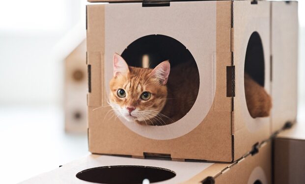 Carlos Gutiérrez, veterinario: ‘La caja de cartón es el mejor juguete para un gato: reduce el estrés y proporciona seguridad’