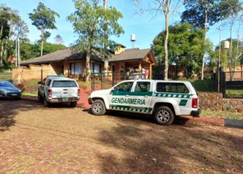 Una cría de gato tirica rescatada tras ser atacada por perros en Misiones