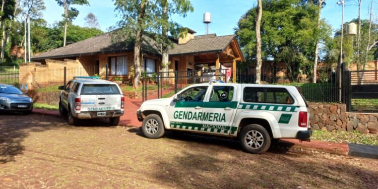 Una cría de gato tirica rescatada tras ser atacada por perros en Misiones