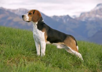 Los Beagle y su característica comunicación aullante