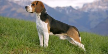 Los Beagle y su característica comunicación aullante