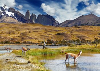 Transformación de una estancia ganadera en un parque nacional ecológico