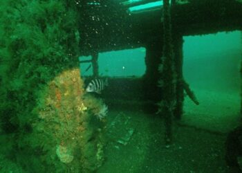 Hundieron 714 vagones de subte en el océano en 2001: 25 años después, son refugio para cientos de peces