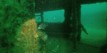 Hundieron 714 vagones de subte en el océano en 2001: 25 años después, son refugio para cientos de peces